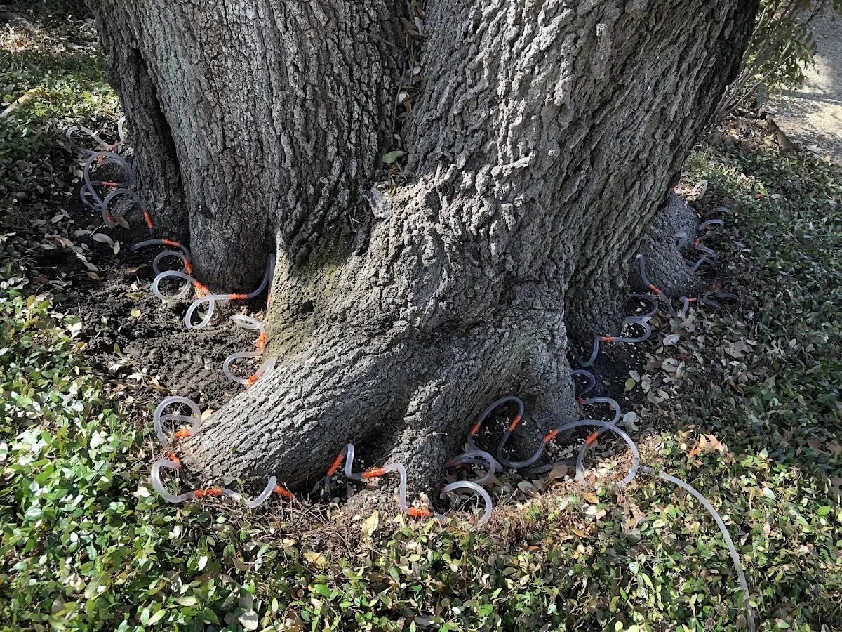 Detailed Tree Cabling and Bracing job site in Osyka