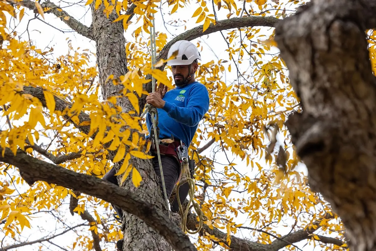 Skilled Tree Trimming crew working in Osyka